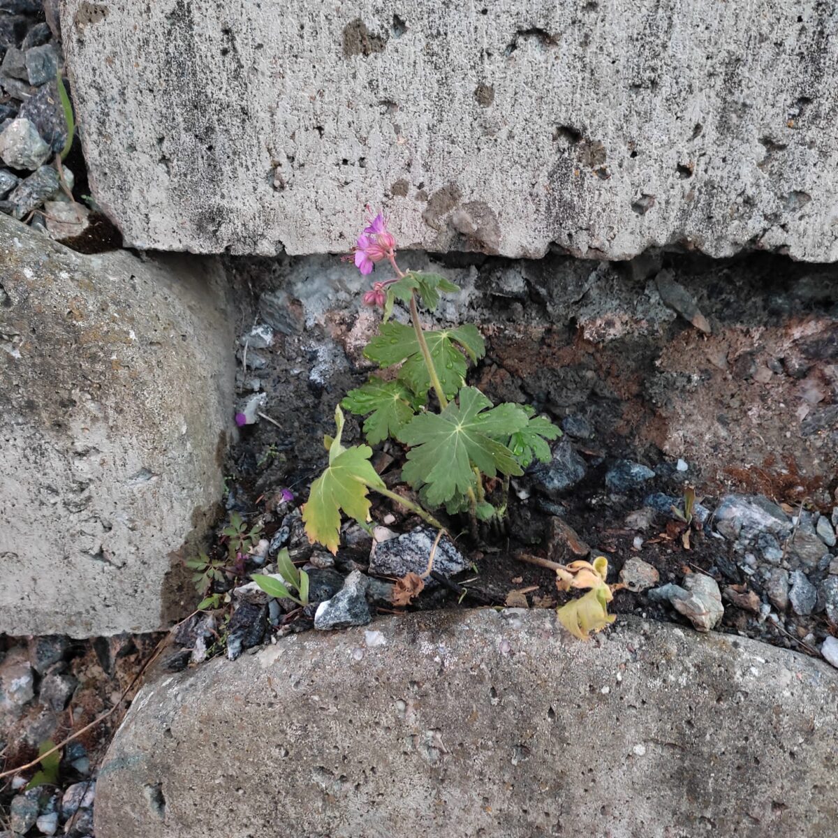 Guerilla gardening v Úvalech